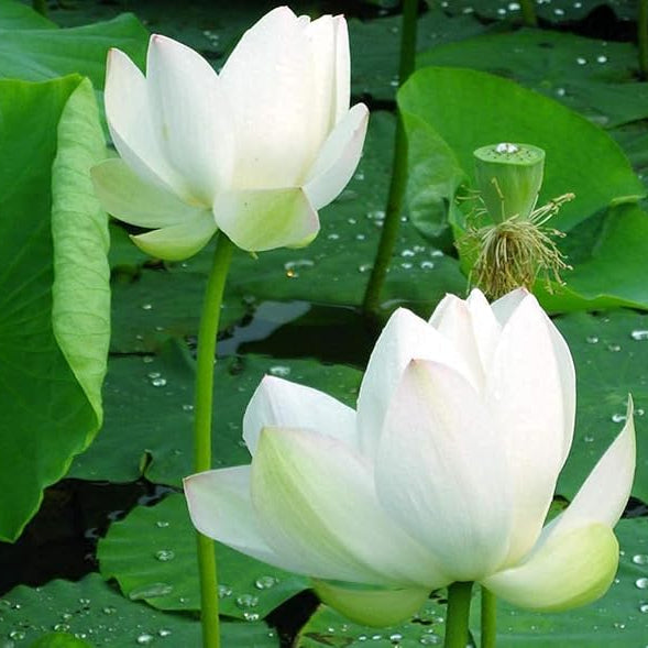 Edible lotus seeds for home gardens