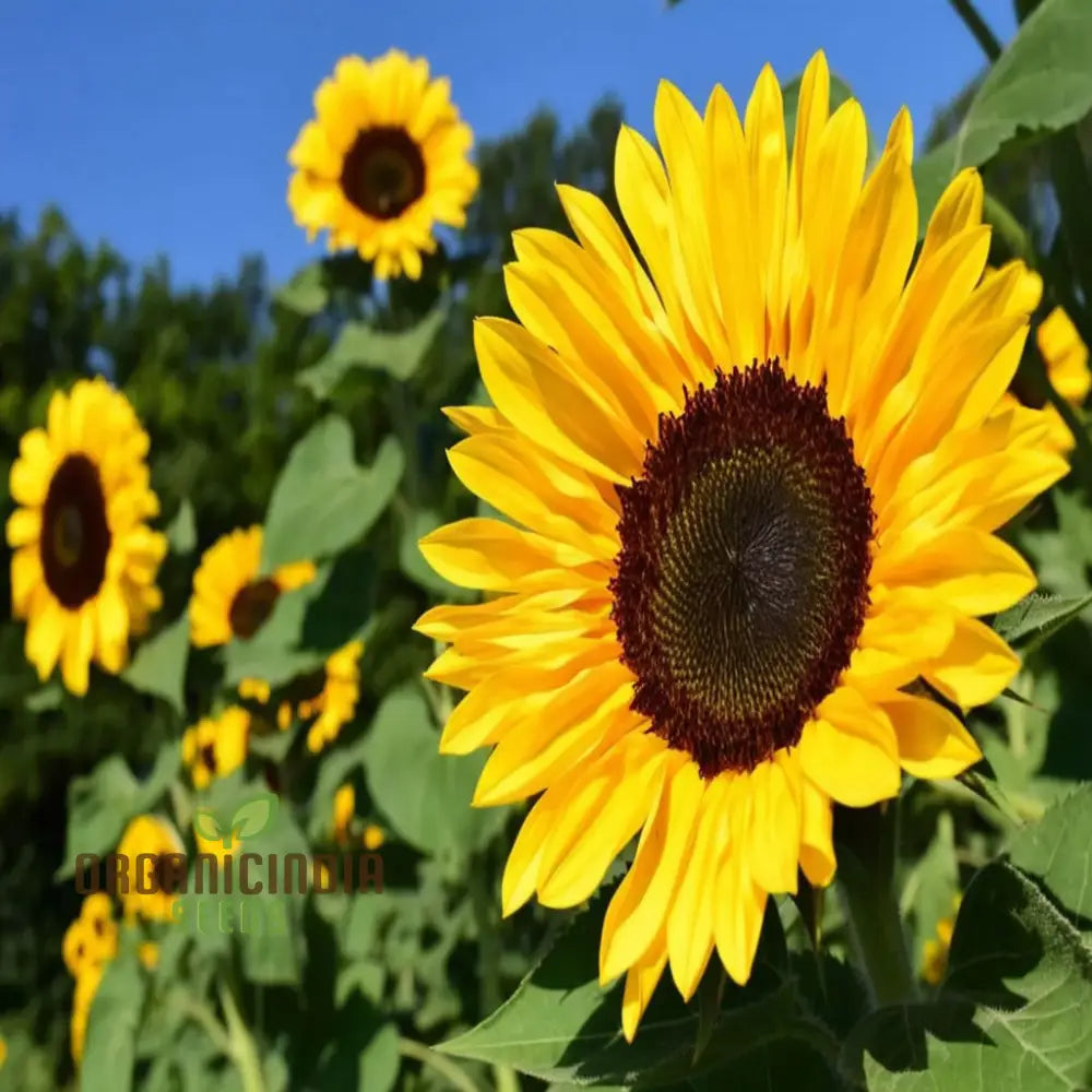 Harvesting Edible Sunflower Seeds