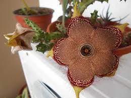 Close Up of Persian Carpet Flower Patterned Bloom