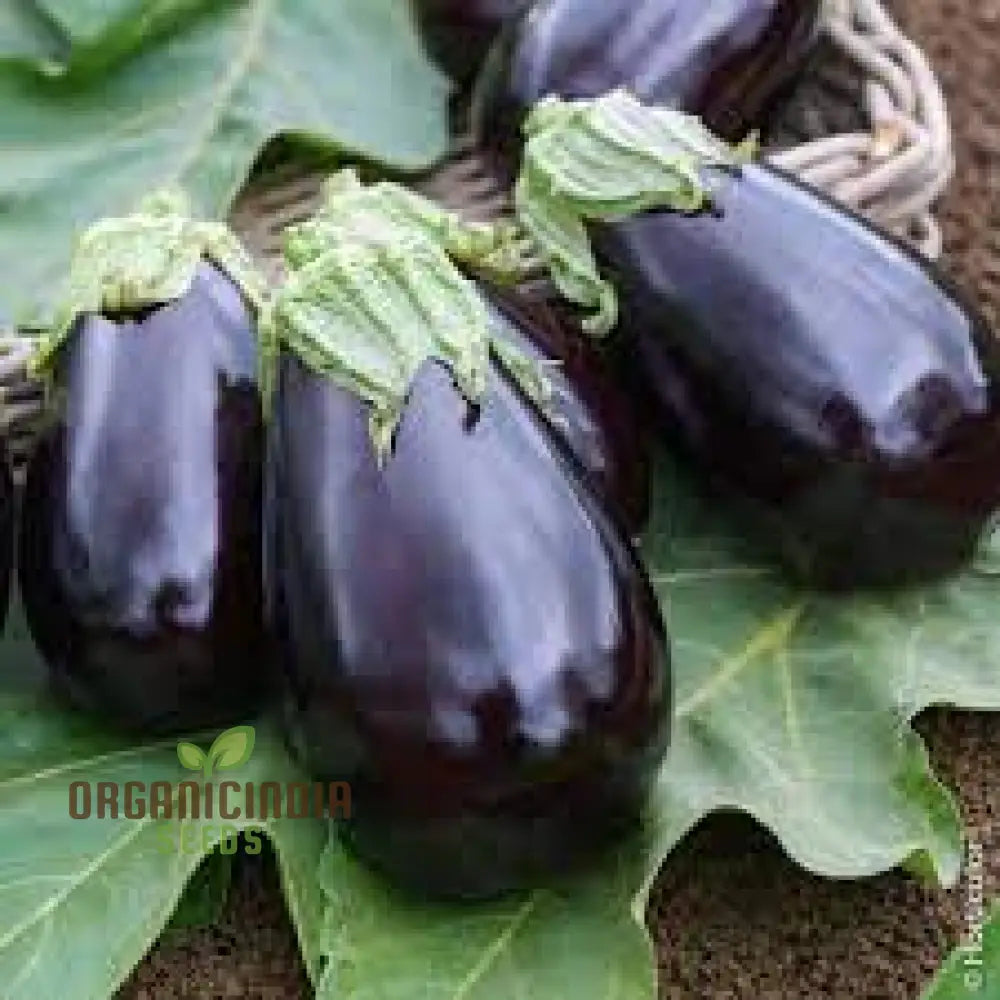 Mature Bonica F1 Eggplant Plant from Seeds, Compact High-Yield Aubergine
