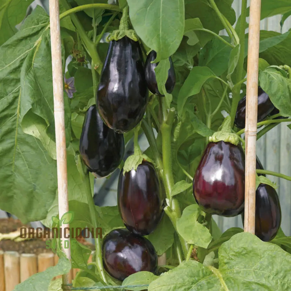 Bonica F1 Aubergine Seeds for Home Garden, Premium High-Yield Eggplant Seeds