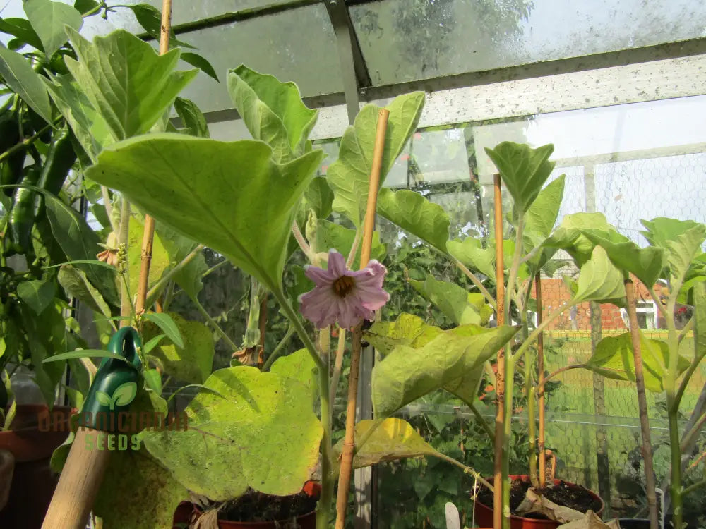 Harvested F1 Eggplants from Seeds for Home Gardening
