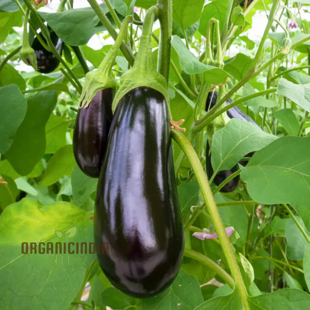 Mature F1 Eggplant Plant with Large, Glossy Fruits