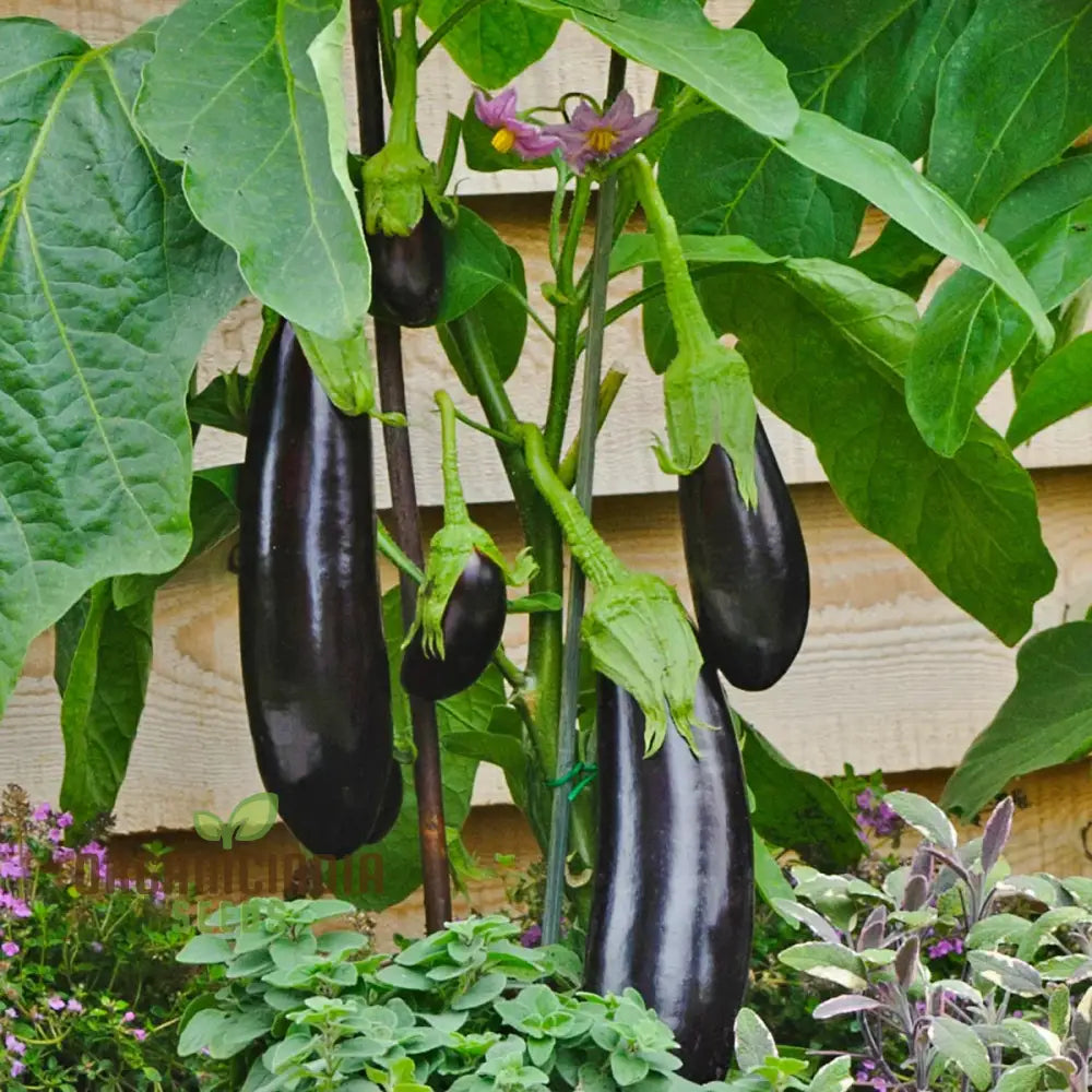 F1 Eggplant Seeds (Aubergine) for Home Garden Planting, Premium Vegetable Seeds