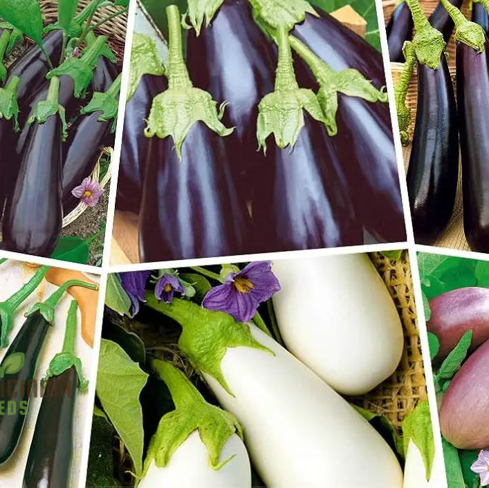 Eggplant Heirloom Mix Seeds – Elevate Your Gardening With A Variety Of Flavors And Colors