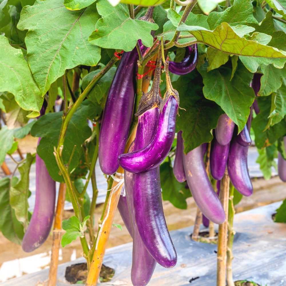Brinjal Purple Long Eggplant Plants Growing in Pots and Containers