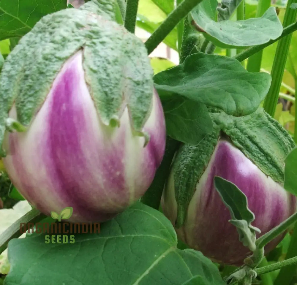 Organic Rosa Bianca Eggplant Seeds for Home Garden Planting