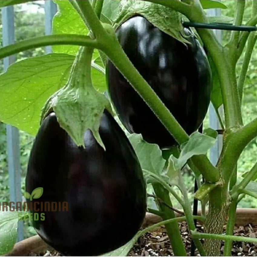 Eggplant Seeds - Black Beauty For Successful Planting