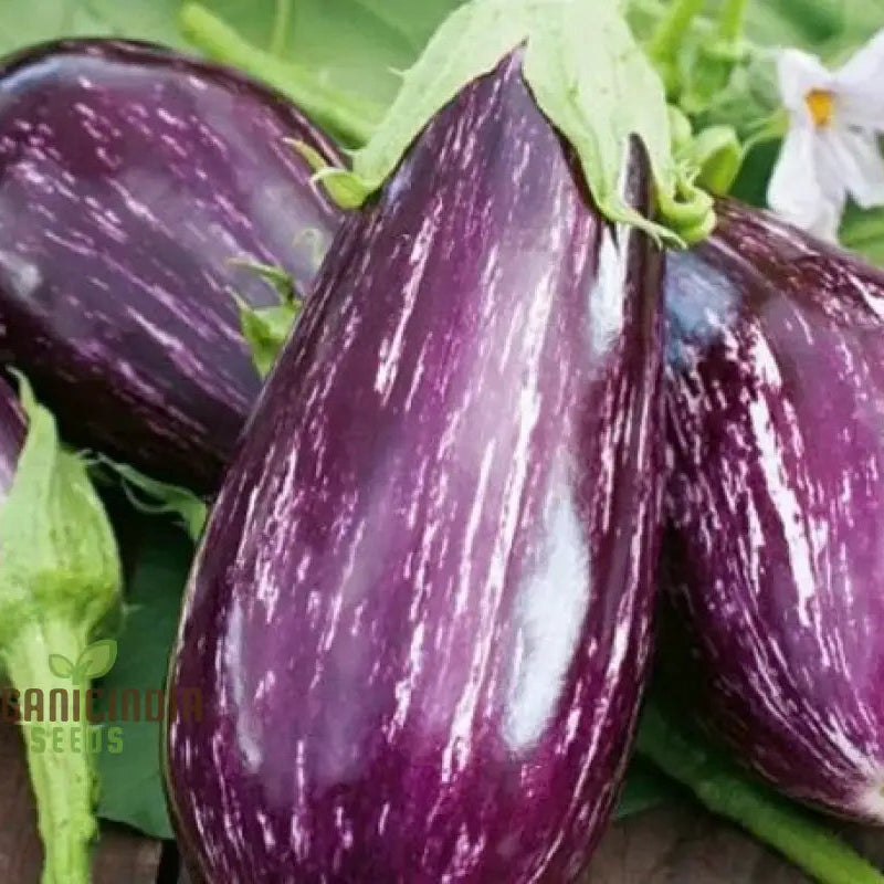 Mature Tsakoniki Eggplant Plant from Seeds, Upright and Bushy