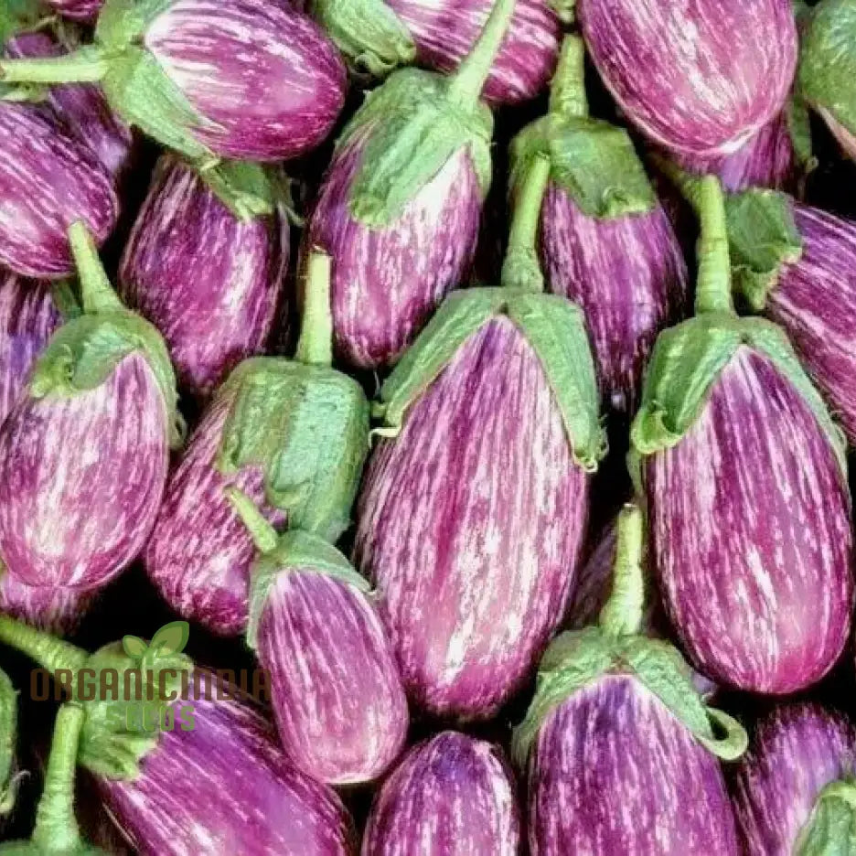 Eggplant - Tsakoniki Seeds For Gardening Enthusiasts | Premium Quality