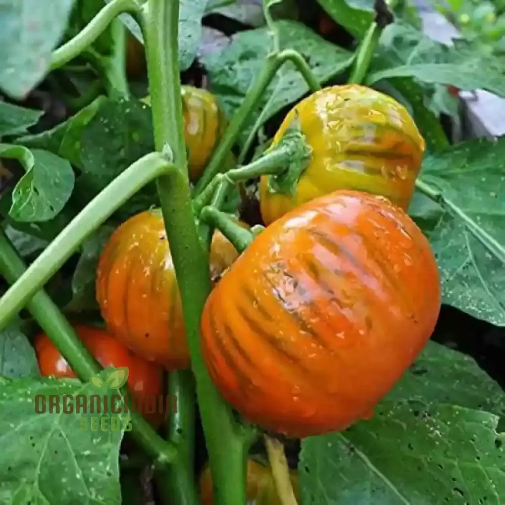 Turkish Orange Eggplant Seeds for Planting, Premium Non-GMO Variety