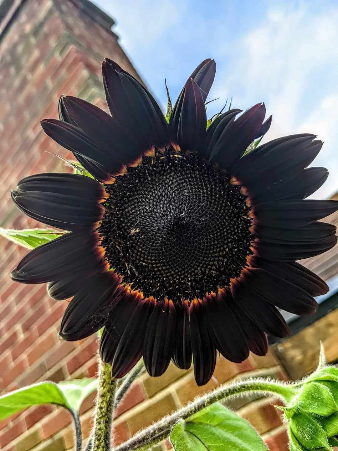 Semillas frescas de girasol negro profundo para plantar - Crecimiento en jardín para 50 piezas