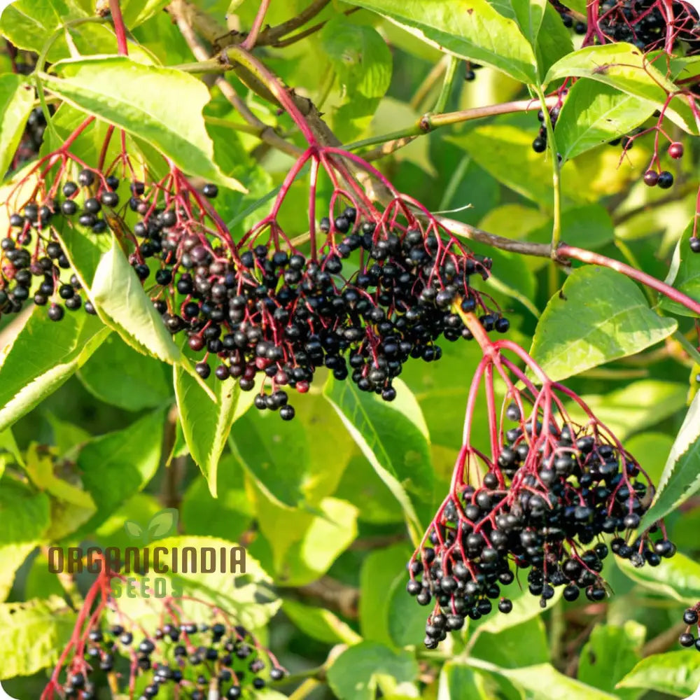 Non-GMO elderberry fruit seeds ideal for backyard garden cultivation