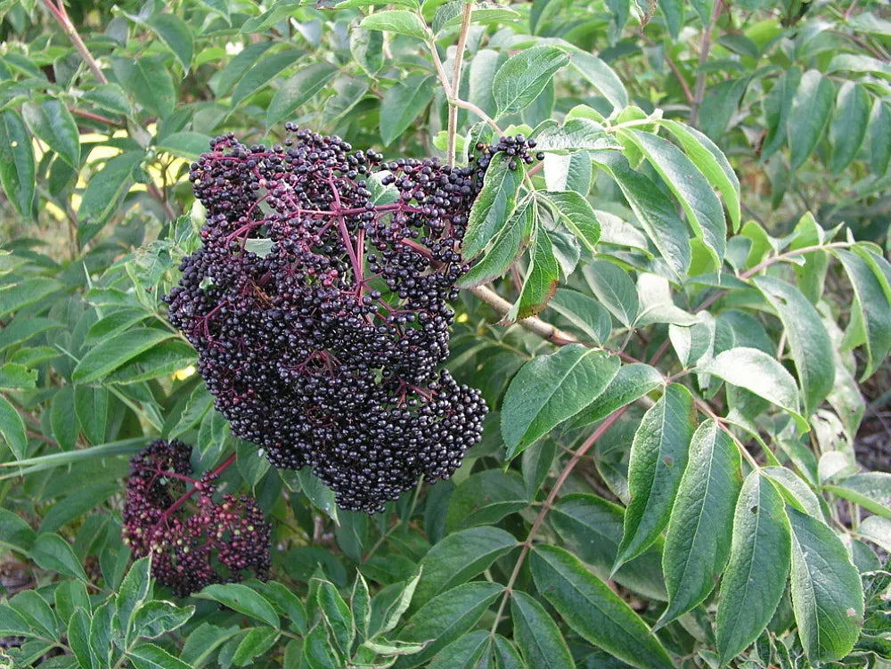 Elderberry shrubs growing in outdoor garden