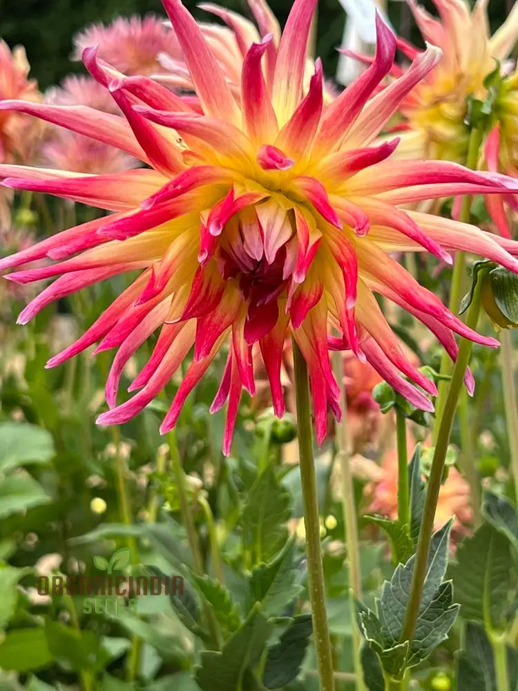 Electric Flash Dahlia seeds vibrant summer garden flowers