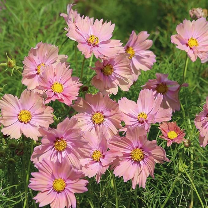 Elegant Peach Rose Cosmos Seeds for Home Garden Flowers