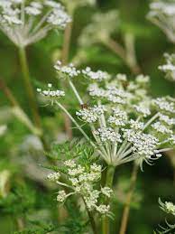 Elegant garden Selinum seeds ornamental white flowers