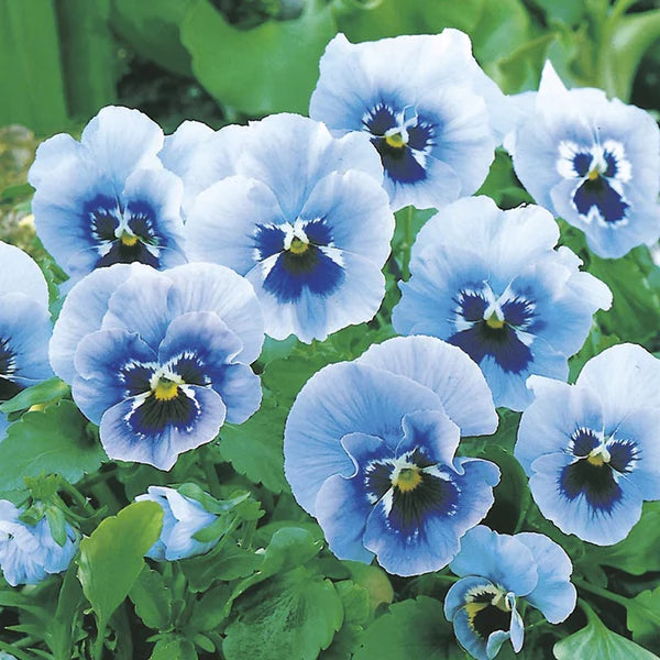 Elegant Blue and White Pansy Seeds for Flower Beds and Pots