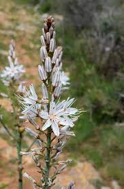 Elegant White Asphodel Flower Seeds for Borders and Meadows