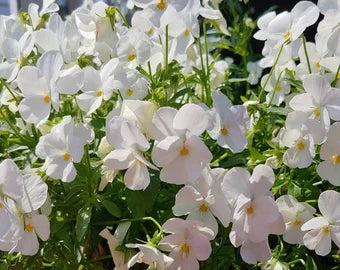 Elegant White Pansy Seeds for Beautiful Flower Gardens