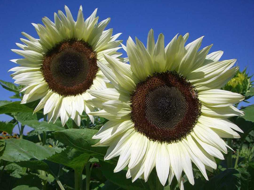 Elegant White Sunflower Seeds for Landscaping and Bouquets