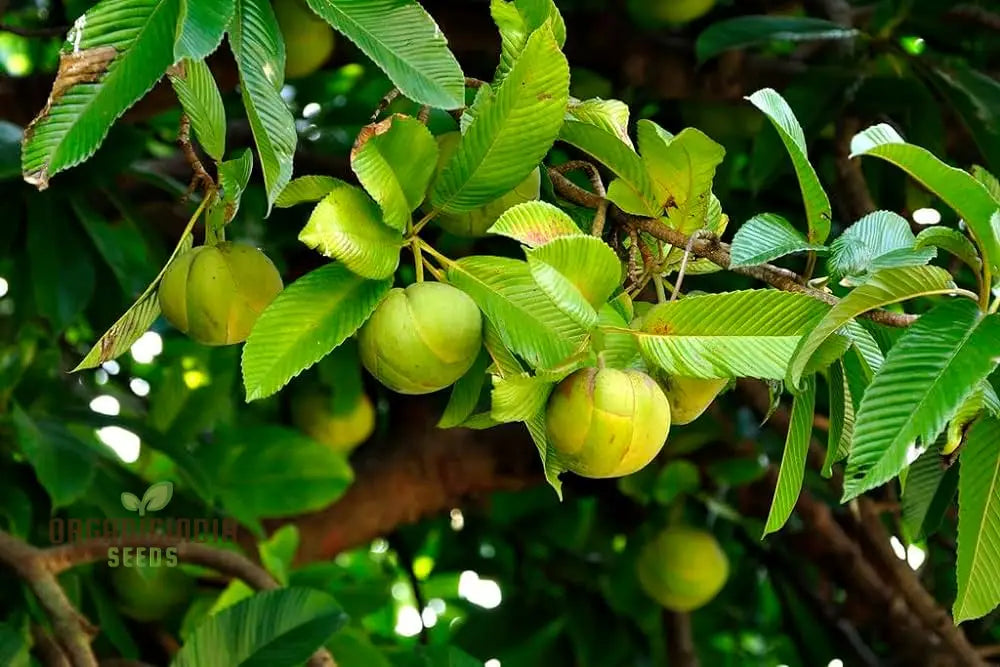 Mature Elephant Apple Tree with Green Foliage