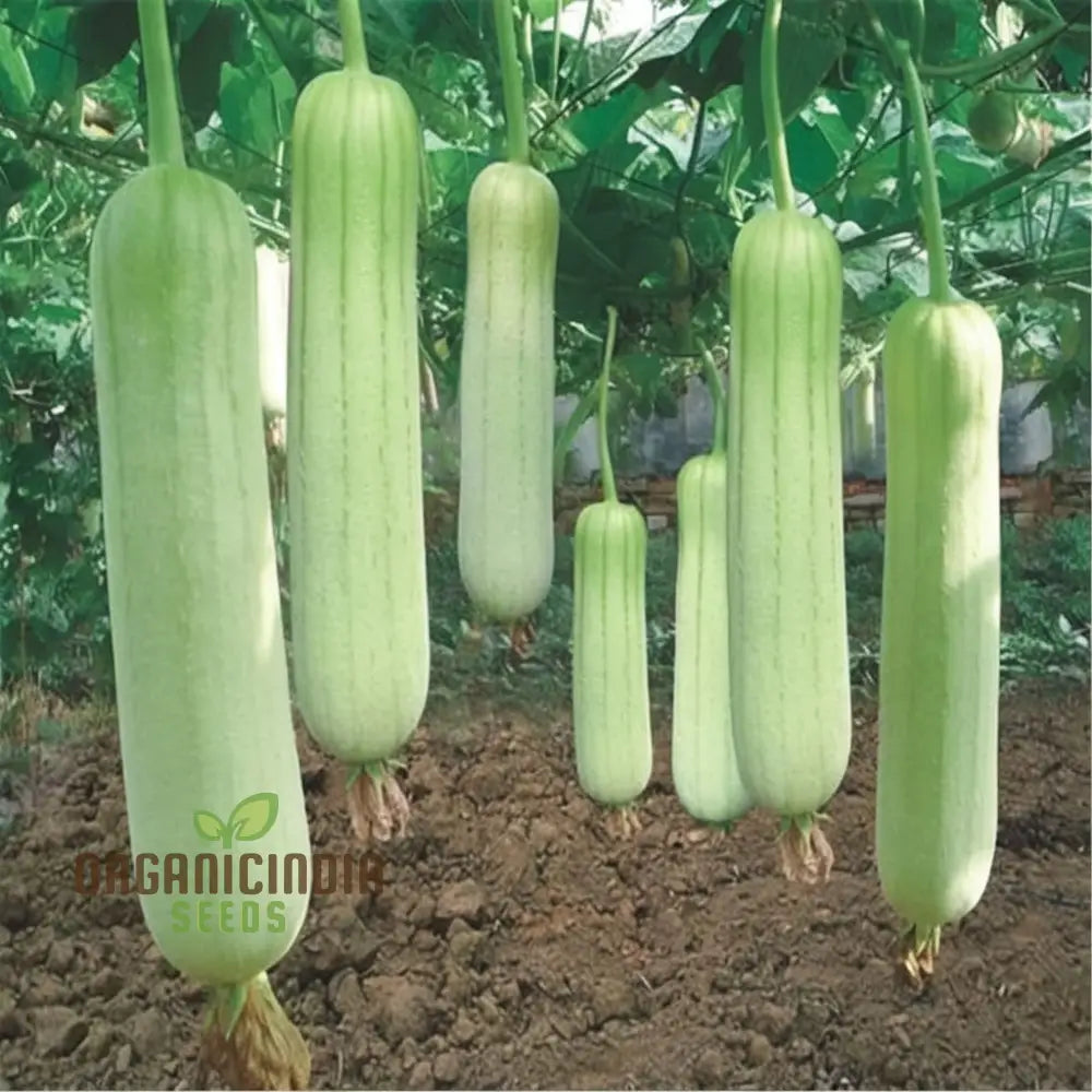 Elite High-Germination Luffa Seeds for Planting, Home Garden Vegetable Seeds