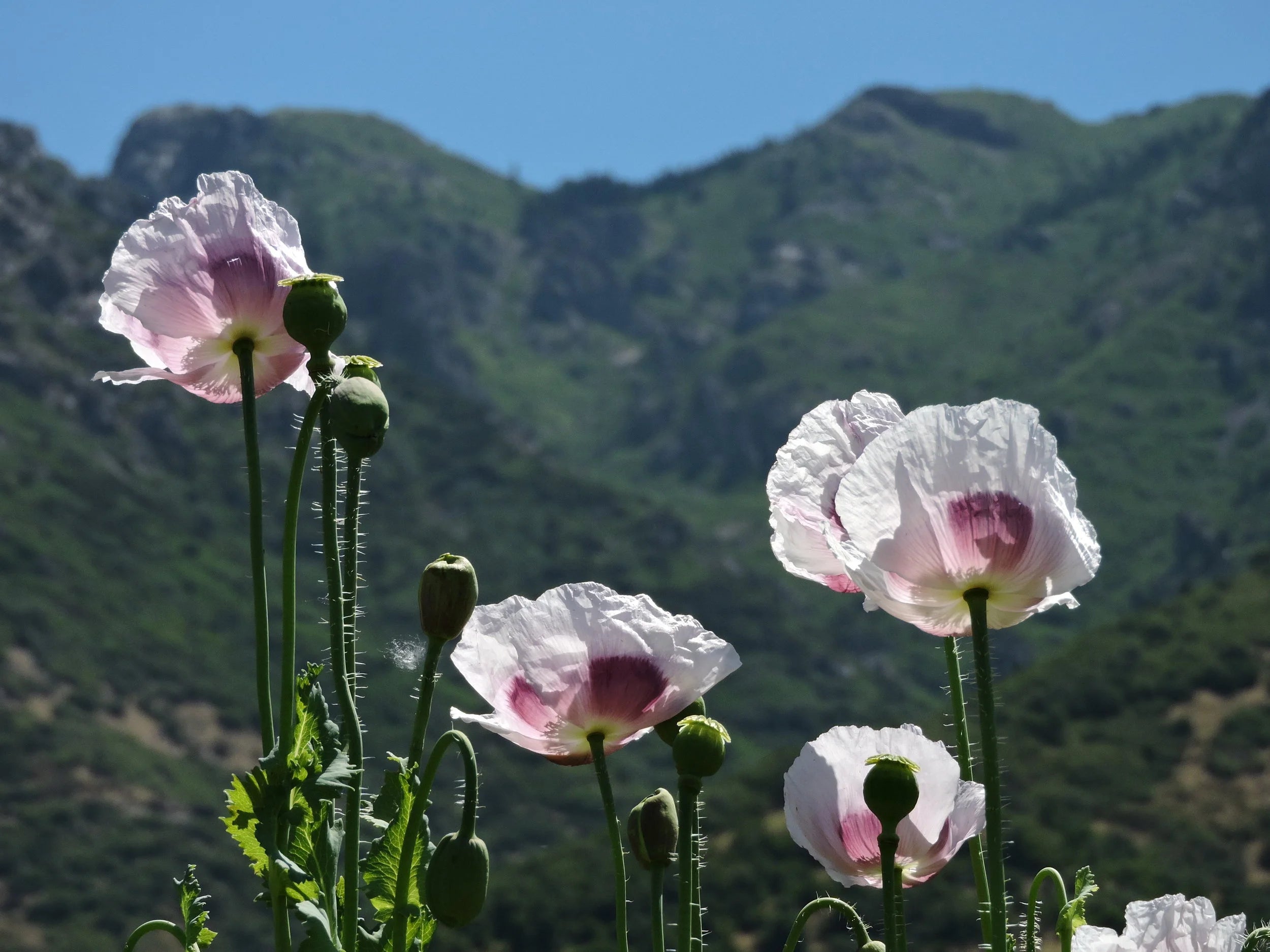 Elka White Poppy Seeds for Landscaping and Elegant Garden Displays