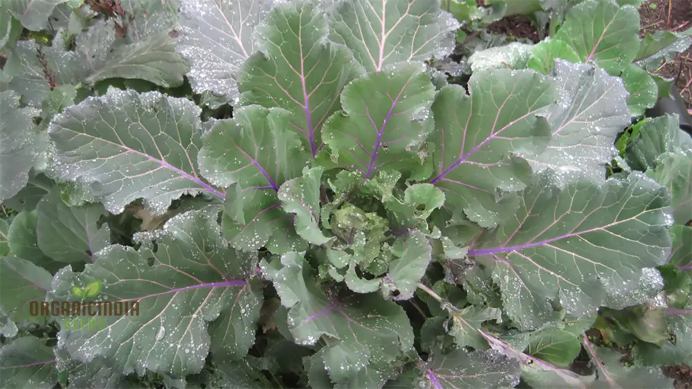 Ellen Felton Dark Vegetable Plant in Container, Home Garden Seeds