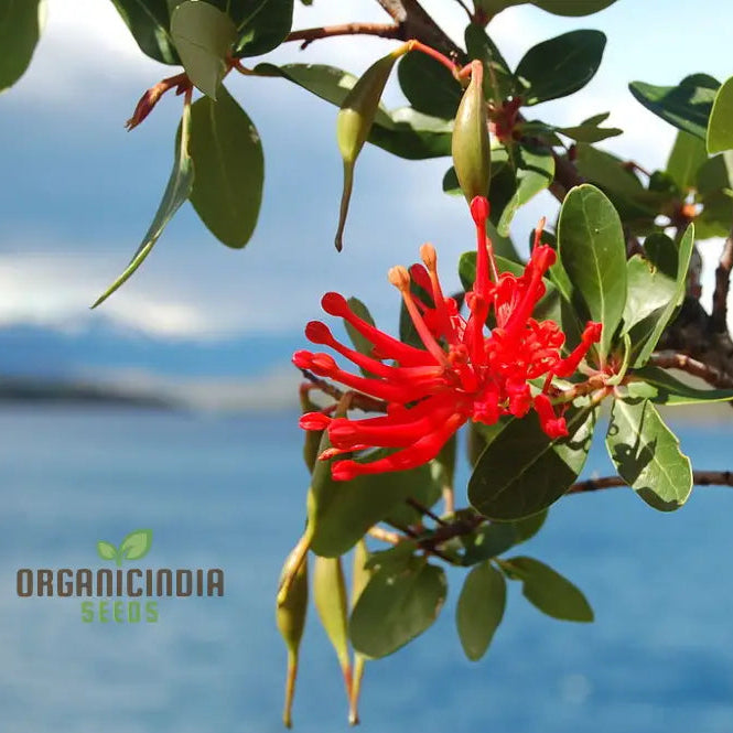 Embothrium Coccineum seeds packet for planting red flowering shrubs