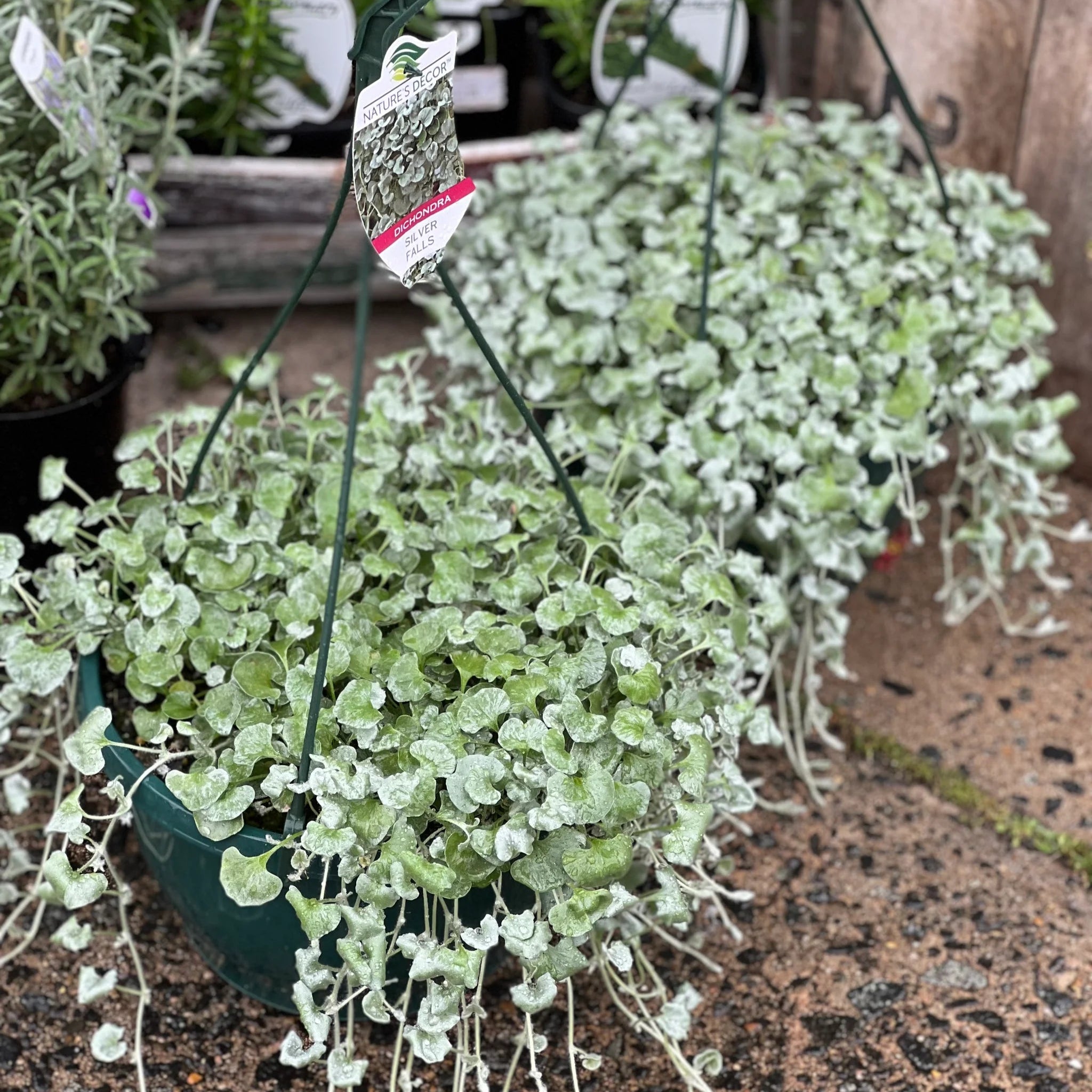 Dichondra Emerald Falls Growing in Hanging Basket with Green Trails