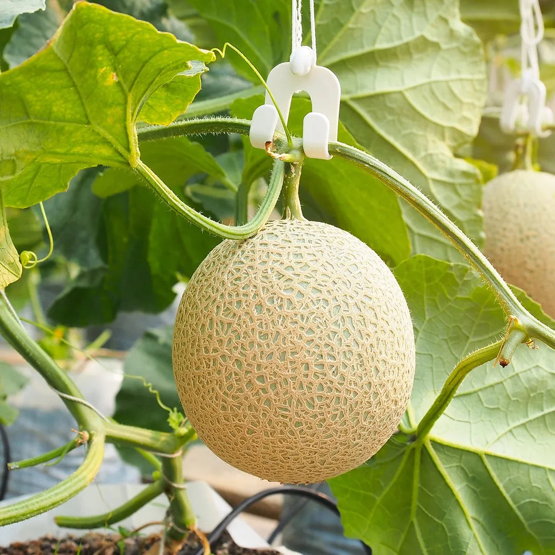 Emir F1 Melon Plants Growing on Vines