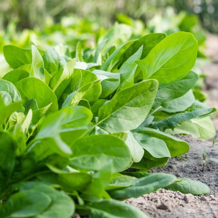 Mature Emperor Spinach Plant, Nutrient-Rich and High-Yielding