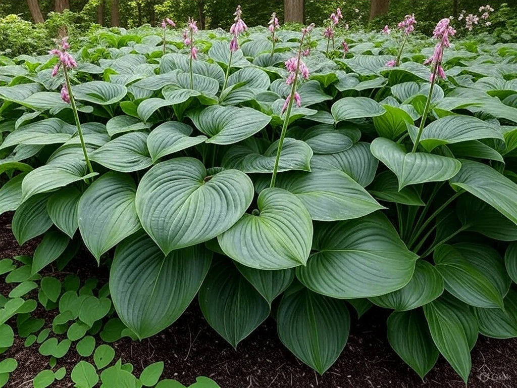 Semillas de flor de Hosta Lily para plantar Eleva tu experiencia de jardinería con flores impresionantes y duraderas