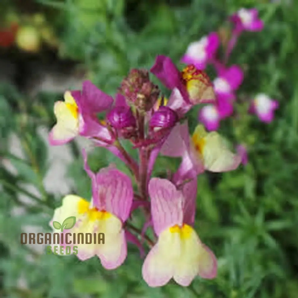 Enchanting Linaria: Fairy Bouquet Mix - Shop Now For Magical Garden Delights