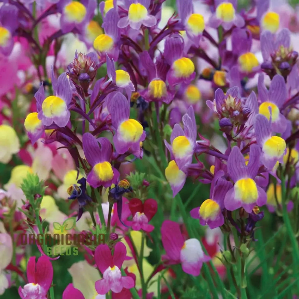 Enchanting Linaria: Fairy Bouquet Mix - Shop Now For Magical Garden Delights