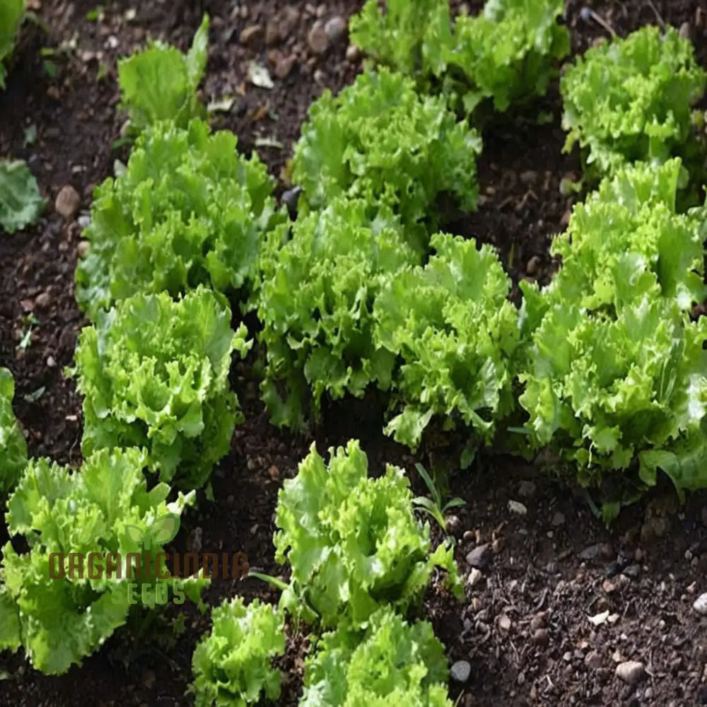 Endive White Growing in Pots from Seeds, Kitchen Garden Vegetable
