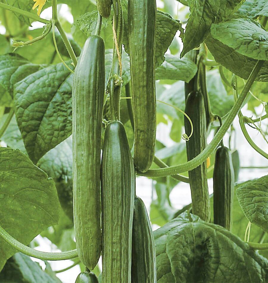 Harvesting English Cucumbers from Non-GMO Seeds