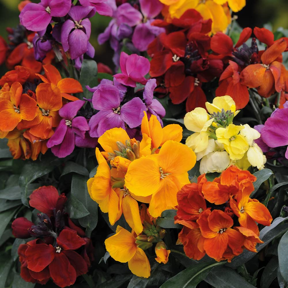 English Wallflower Seeds for Vibrant Spring Garden Blooms