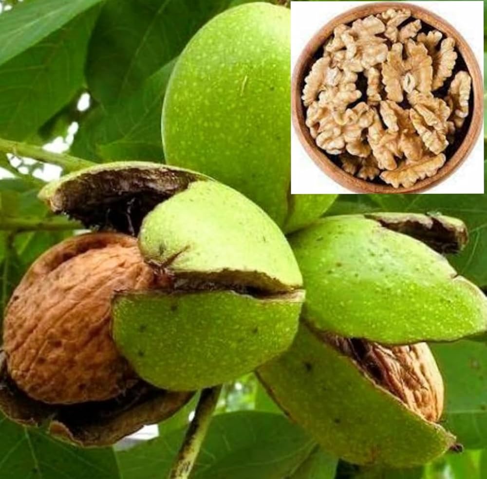 Fresh Harvested English Walnuts with Shells
