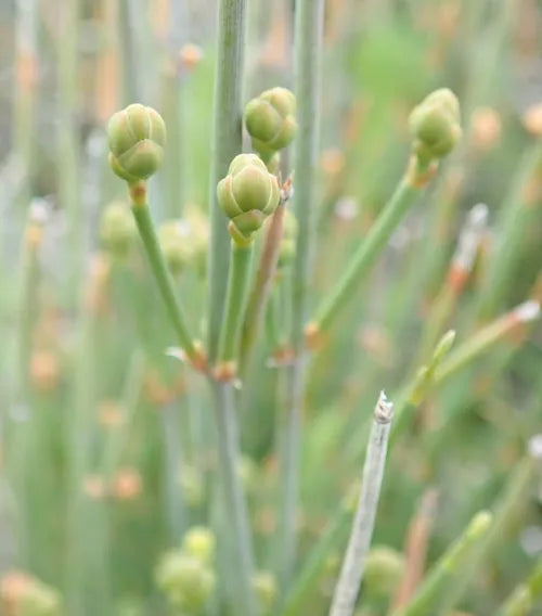 Ephedra Sinica Ornamental Drought-Tolerant Garden Plant
