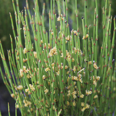 Ephedra Sinica Seedlings in Full Sun Growth
