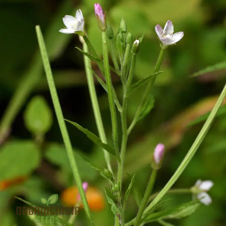 Epilobium Crassum seeds packet for planting ornamental garden flowers