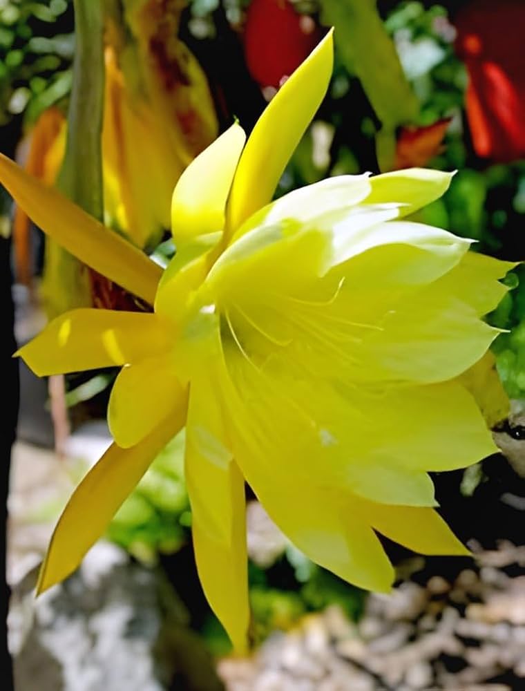 Epiphyllum cuttings yellow bloom variety