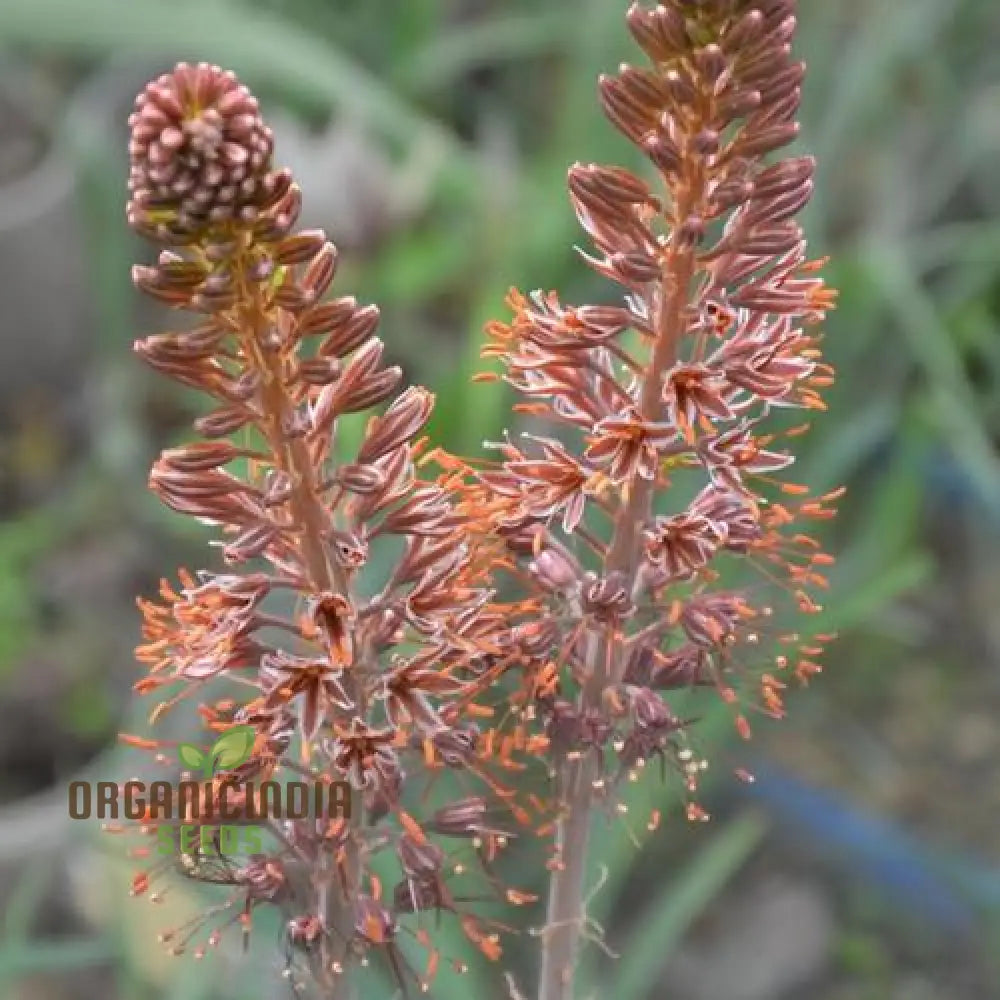 Eremurus Cristatus Seeds For Gardening - Stunning Foxtail Lily Beautiful Garden Displays