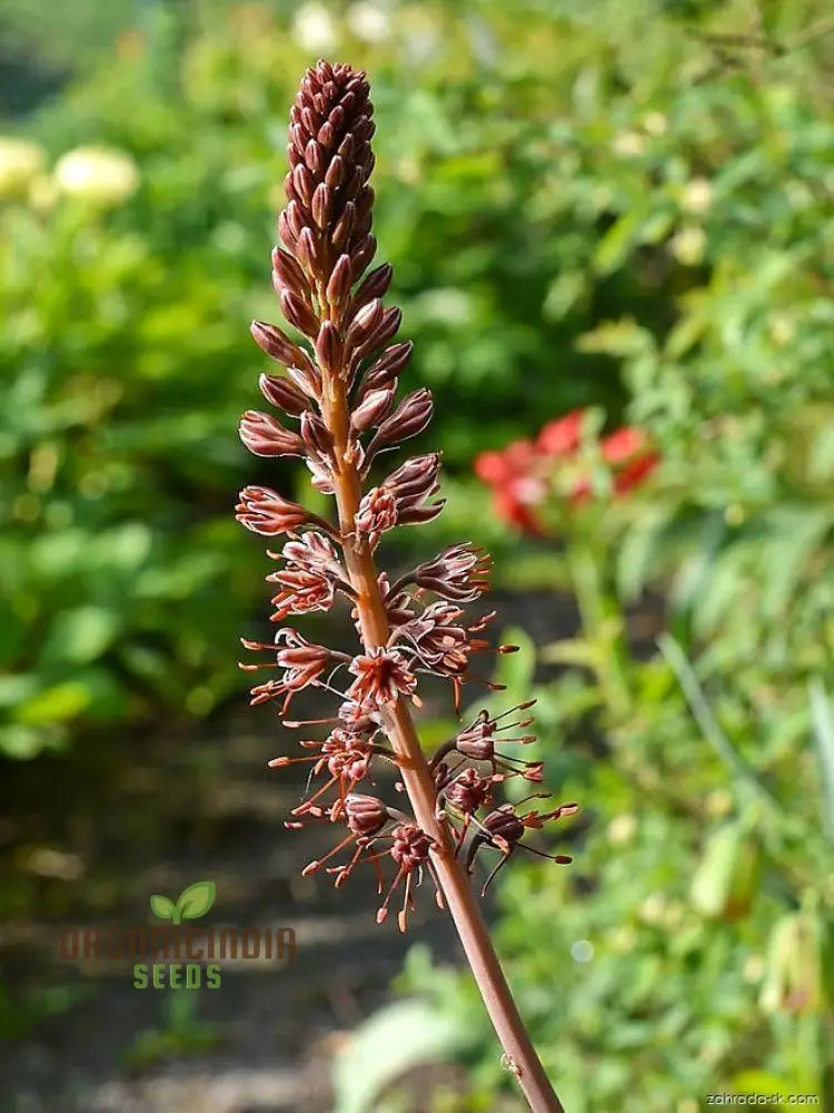 Eremurus Cristatus Seeds For Gardening - Stunning Foxtail Lily Beautiful Garden Displays