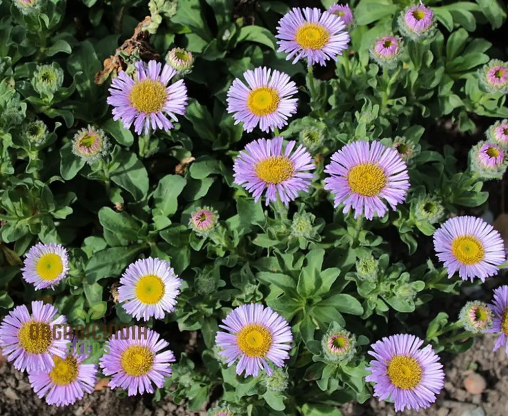 Erigeron glaucus seeds coastal daisy wildflower seeds