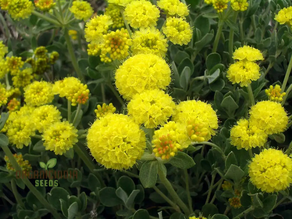 Eriogonum umbellatum seeds perennial yellow blooms for gardens