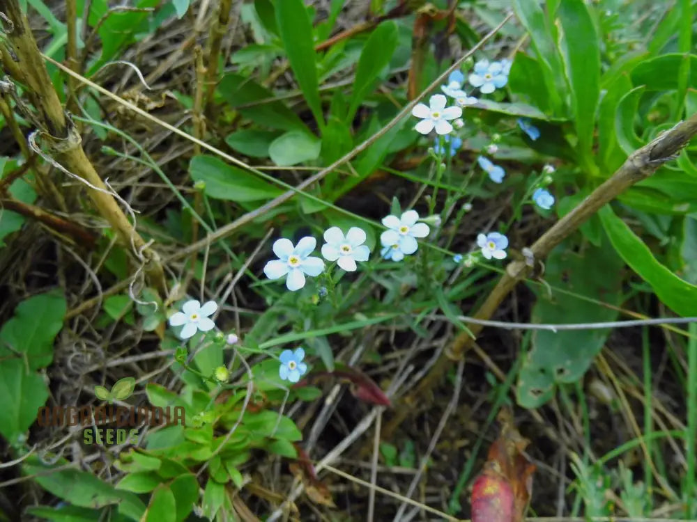 Eritrichium Pectinatum Seeds For Passionate Gardeners - Alpine Perennial Flower Unique Gardening
