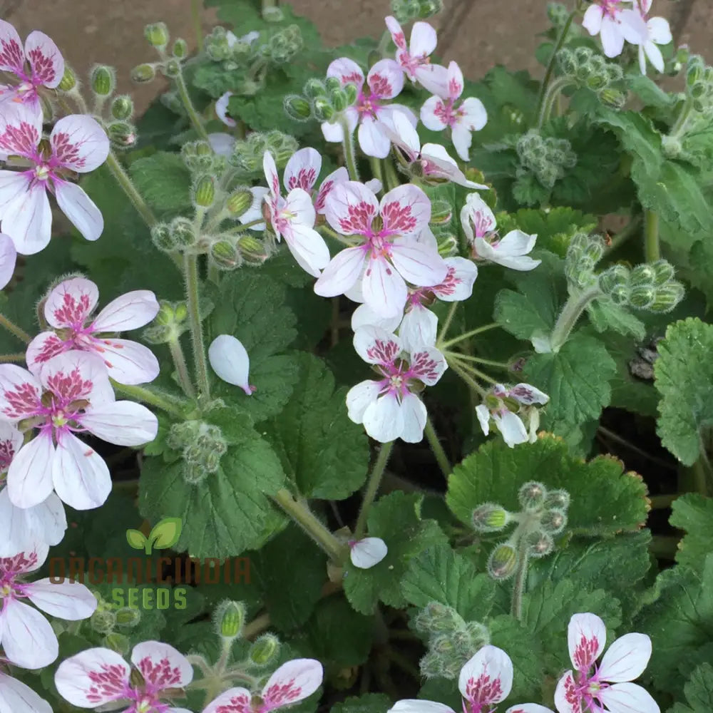 Erodium Pelargoniflorum Seeds - Exquisite Geranium-Like Flowers For Your Garden Gardening